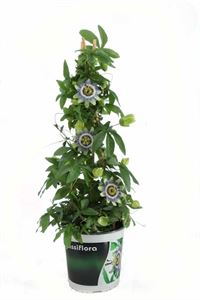 Bild von KP19 Passiflora  piramide Cilly Cow (blauw wit)